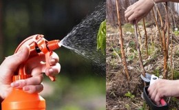 Wie man Himbeeren im Frühjahr von Krankheiten und Schädlingen richtig verarbeitet, was bedeutet zu verwenden