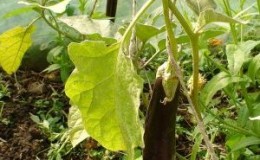 What to do if the leaves turn yellow in the eggplant greenhouse