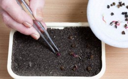 Wanneer en hoe bieten met zaden te planten: stap voor stap instructies voor beginnende tuinders