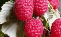 Une nouvelle variété de framboises Fille d'Hercule: description et caractéristiques, règles de plantation et d'entretien