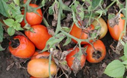 We find the cause and effectively fight it: what to do if the tomatoes turn black below and how to prevent the problem