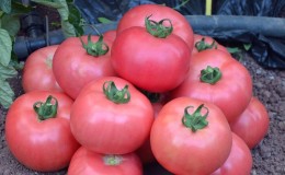 Vor- und Nachteile der Torbay-Tomate: Warum lohnt es sich, sie anzubauen?