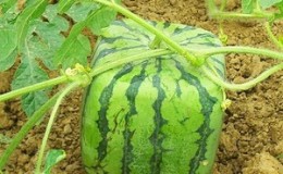 Gibt es quadratische Wassermelonen und wie können Sie selbst eine so ungewöhnliche Ernte anbauen?