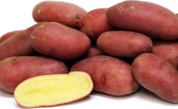 Early table potato variety 