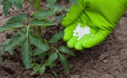 Hoe en wat tomaten te voeren na het planten in de grond: de beste volksrecepten en een overzicht van kant-en-klare composities