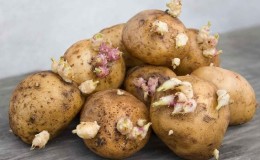 Sprouted potatoes: what to do with it and can you eat it