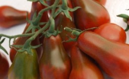 An interesting appearance and pleasant taste for connoisseurs of unusual varieties - the Black Pear tomato