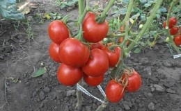 Varieti bersahaja dan tidak berubah-ubah yang memerlukan penyelenggaraan minimum - tomato 