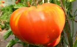 One of the most favorite among gardeners tomato 