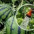 Wie oft Wassermelonen und Melonen im Gewächshaus und auf offenem Feld gießen