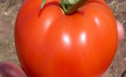 Lying variety for salads and preservation - hybrid tomato 