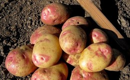 The best early potato varieties: 