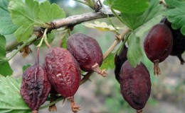 Warum verrotten Stachelbeeren an einem Busch und was tun?