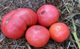 What yield can you expect from a honey tomato in the open field?