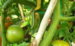 Zal briljant groen helpen voor tomaten van Phytophthora en hoe het correct te gebruiken: instructies en advies van ervaren zomerbewoners