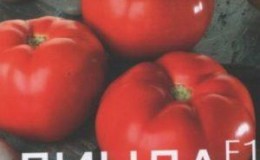 Detaillierte Beschreibung der Tomaten Linda F1 - Merkmale von Früchten und Samen