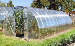 We telen een recordteelt tomaten in een kas van polycarbonaat: aanplant en verzorging, advies van agronomen