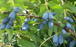 Kamperfoelie planten en verzorgen in de regio Moskou