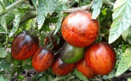 An exotic variety with a unique appearance - the Gargamel tomato and the intricacies of its cultivation