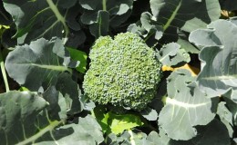 Buiten in Siberië broccolikool kweken en verzorgen