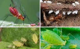 Aphids on tomatoes: how to deal with flowering and what means to choose for processing tomatoes