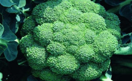 De beste variëteiten en hybriden van broccolikool voor Siberië en kenmerken van hun teelt