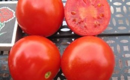 Wir bauen eine reiche Ernte von Solerosso-Ultra-Early-Tomaten an und schützen sie vor Schädlingen und Krankheiten