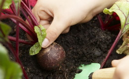 Rüben wachsen schlecht - wie man sie füttert: Ermitteln Sie den Mangel an Spurenelementen und wählen Sie die beste Düngemittelzusammensetzung aus