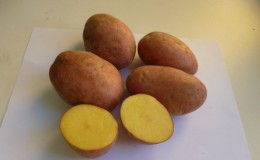 Medium early table potato variety 