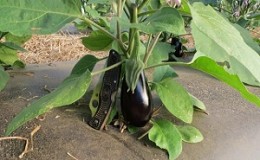 Expert advice for greenhouse eggplant care