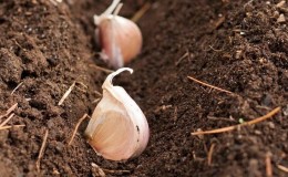 Wir schützen die zukünftige Ernte vor Schädlingen und Krankheiten - ordnungsgemäße Verarbeitung von Knoblauch vor dem Pflanzen