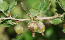 Cendawan serbuk pada gooseberry: tanda, sebab, langkah kawalan, pencegahan