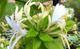 Ciri dan peraturan untuk menanam honeysuckle Jepun (varieti Aureoreticulata, Haliana, Purpurea, Variegated)