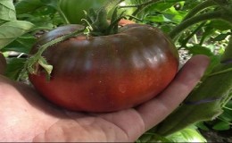 Waarom zwarte tomaten zo worden aangetrokken door zomerbewoners