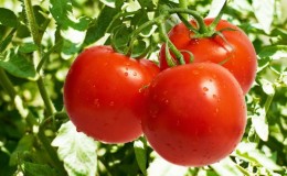 A favorite of vegetable growers, a variety donated by Russian breeders - tomato 