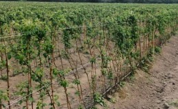 Wie man Himbeeren im Herbst richtig pflanzt und weiter pflegt