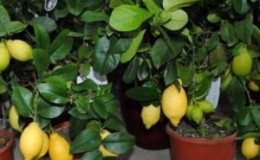 Arahan untuk penjagaan lemon Pavlovsk di rumah