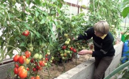 De beste variëteiten kastomaten die resistent zijn tegen Phytophthora