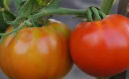 Het beste vroegrijpe ras volgens de zomerbewoners is de koning van de vroege tomaten: waarom is het zo goed en waarom is het de moeite waard om te telen