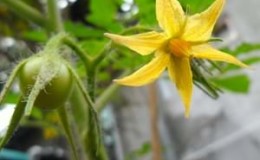 Why the color of tomatoes in the greenhouse falls: what to do to save your tomato crop