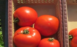 Productive hybrid with excellent taste - tomato 