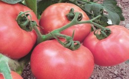 Non-capricious and easy to care for, but at the same time spoiling with a rich harvest tomato 