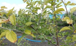 Appelbladeren worden geel in juni: wat te doen en waarom het gebeurt - een gids voor tuinders