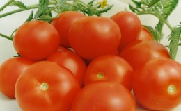 Miniature bushes with neat tomatoes, fruiting until the very frost - Fakel tomatoes