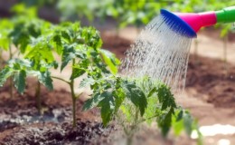 Bagaimana dan seberapa kerap menyiram tomato di rumah hijau: petua dari petani berpengalaman untuk menuai banyak