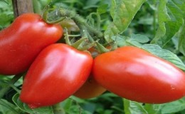 Die Kombination der besten Eigenschaften von Tomaten in einer Sorte - Tomate 