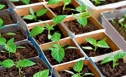 Step-by-step instructions for growing pepper seedlings at home for novice vegetable growers