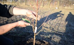 Wie man Pfirsiche im Frühling richtig beschneidet und warum es so wichtig ist