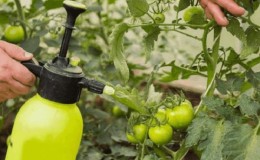 Wie und was man Tomaten aus der Spätfäule in einem Gewächshaus verarbeitet: eine Überprüfung der besten Heilmittel und wirksamen alternativen Methoden