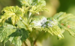 Krankheiten und Schädlinge von Johannisbeeren, Möglichkeiten zu ihrer Bekämpfung, vorbeugende Maßnahmen